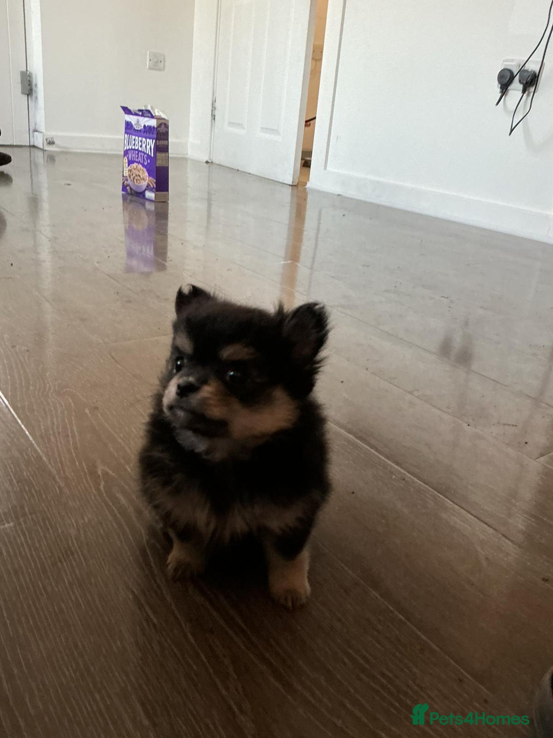 Pomchi dogs for sale: Pomchi puppies - Advert 17