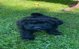 Miniature Poodle dogs for sale: Miniature poodle girls,ready now. - Image 2