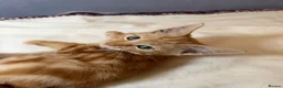 Mixed Breed cats for sale: Beautiful Kittens - Ready for their forever home - Advert 5
