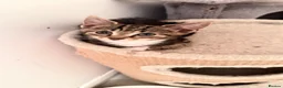 Domestic Shorthair cats for sale: Domestic Shorthair Tabby - Advert 10