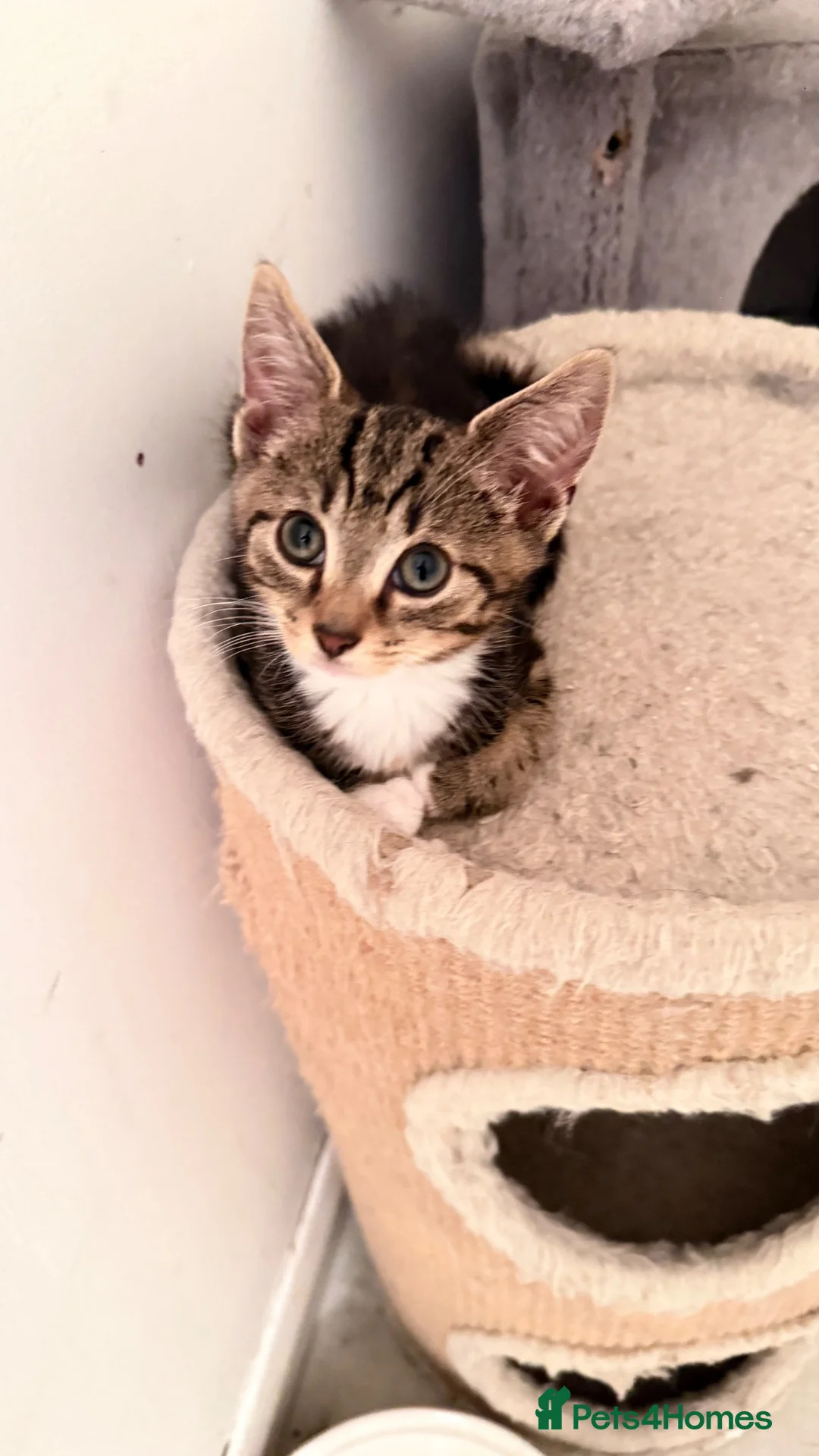 Domestic Shorthair cats for sale: Domestic Shorthair Tabby - Advert 2