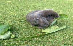 Mini Lop rabbits for sale: 6 beautiful baby mini lop bunnies 🐰  - Image 5