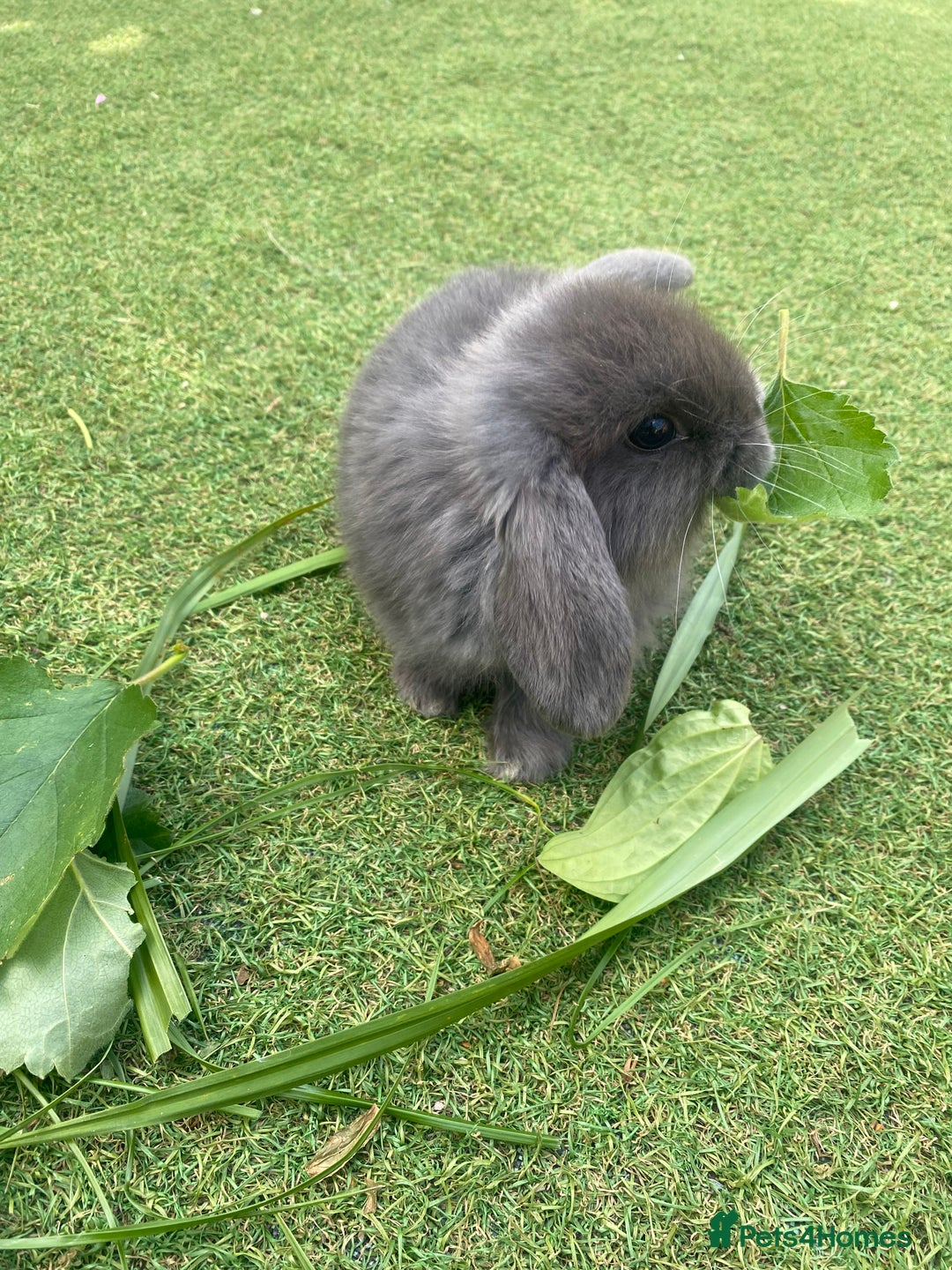 Mini Lop rabbits for sale: 6 beautiful baby mini lop bunnies 🐰  - Image 5
