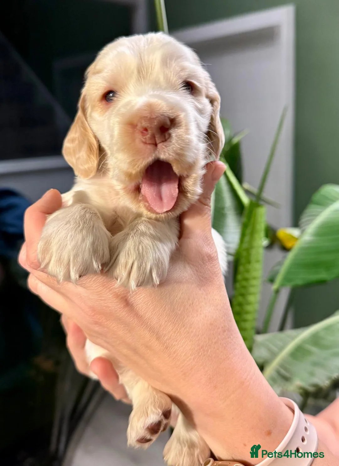 Cocker Spaniel dogs for sale: Gorgeous KC/Full Health Cocker Spaniel show type - Advert 21