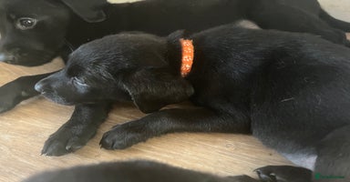 Labrador Retriever dogs - Advert 1