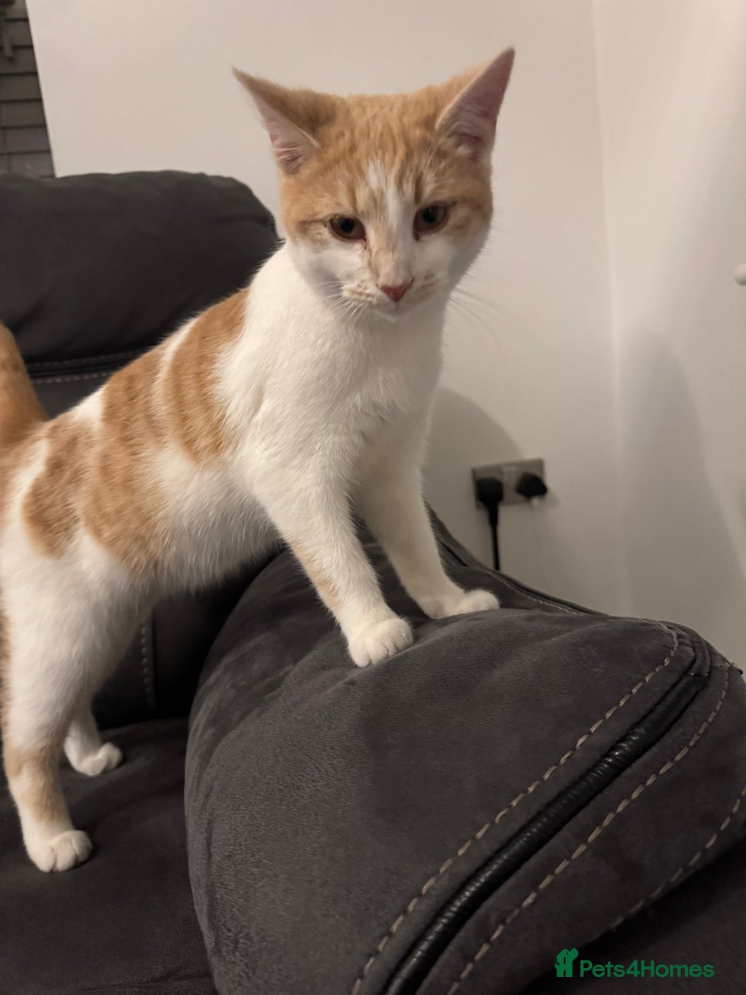 Mixed Breed cats for sale: Beautiful  - Advert 1