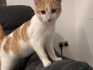 Mixed Breed cats Beautiful - Advert 1