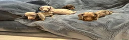 Miniature Dachshund dogs for sale: Pedigree miniature dachshunds ready now - Advert 3