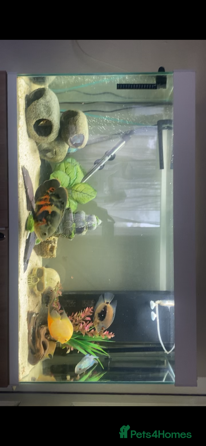 Cichlids fish for sale: Tank and fish for sale  in Leeds - Advert 1