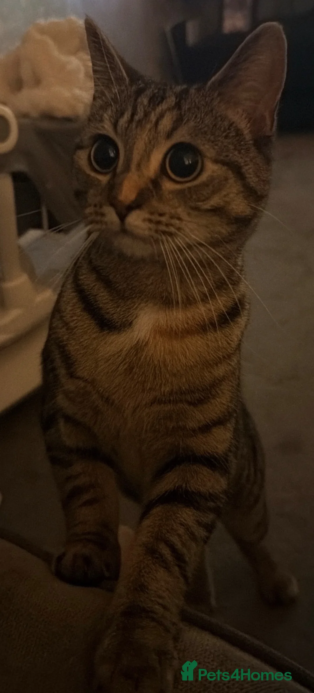 Mixed Breed cats for sale: X2 Male kittens (Ready from 15/08/26) in Buntingford - Advert 2