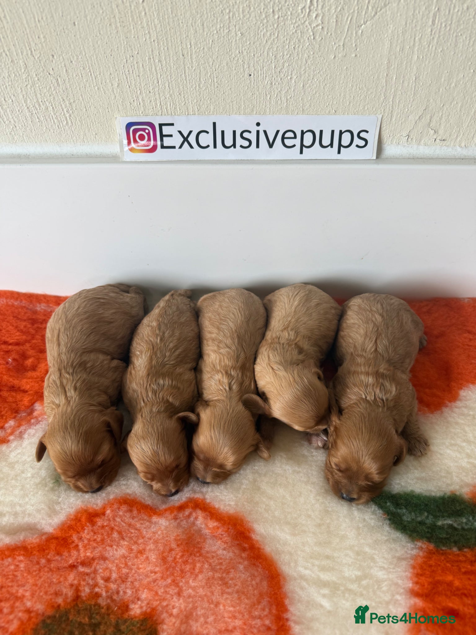 Cavapoo dogs 5⭐️  f1 miniature cavapoos 🧬🧬 - Advert 1
