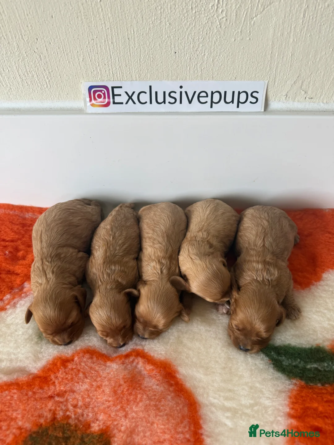 Cavapoo dogs for sale: 5⭐️  f1 miniature cavapoos 🧬🧬 - Advert 1