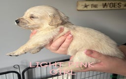 Golden Retriever dogs for sale: Quality KC golden retriever puppies  - Image 6