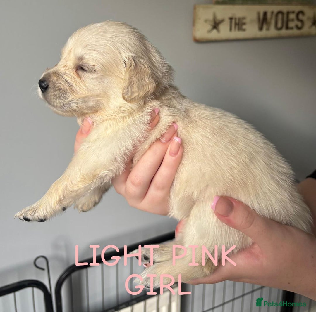 Golden Retriever dogs for sale: Quality KC golden retriever puppies  - Image 6