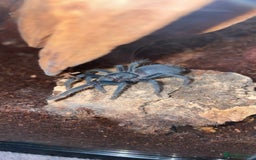 Tarantulas invertebrates for sale: Dominican Purple (please read the description) - Image 5
