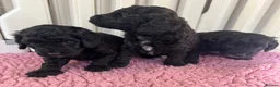 Cockapoo dogs for sale: F1b cockerpoos available to reserve  - Advert 6