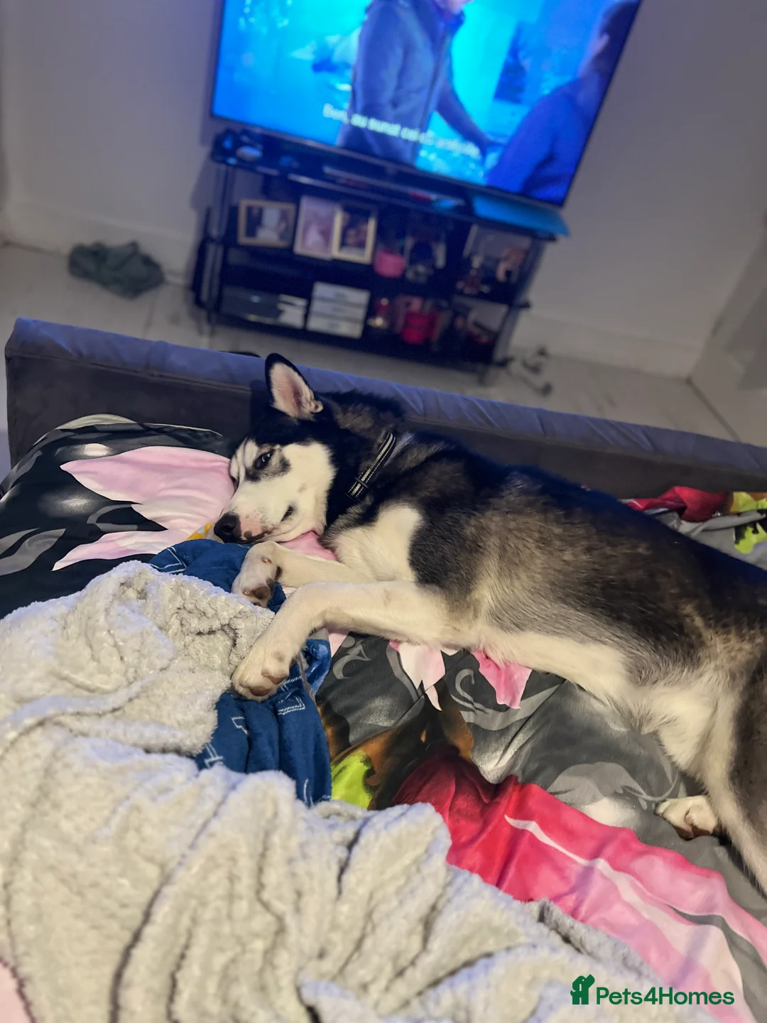 Siberian Husky dogs for sale: Siberian Husky - Advert 4