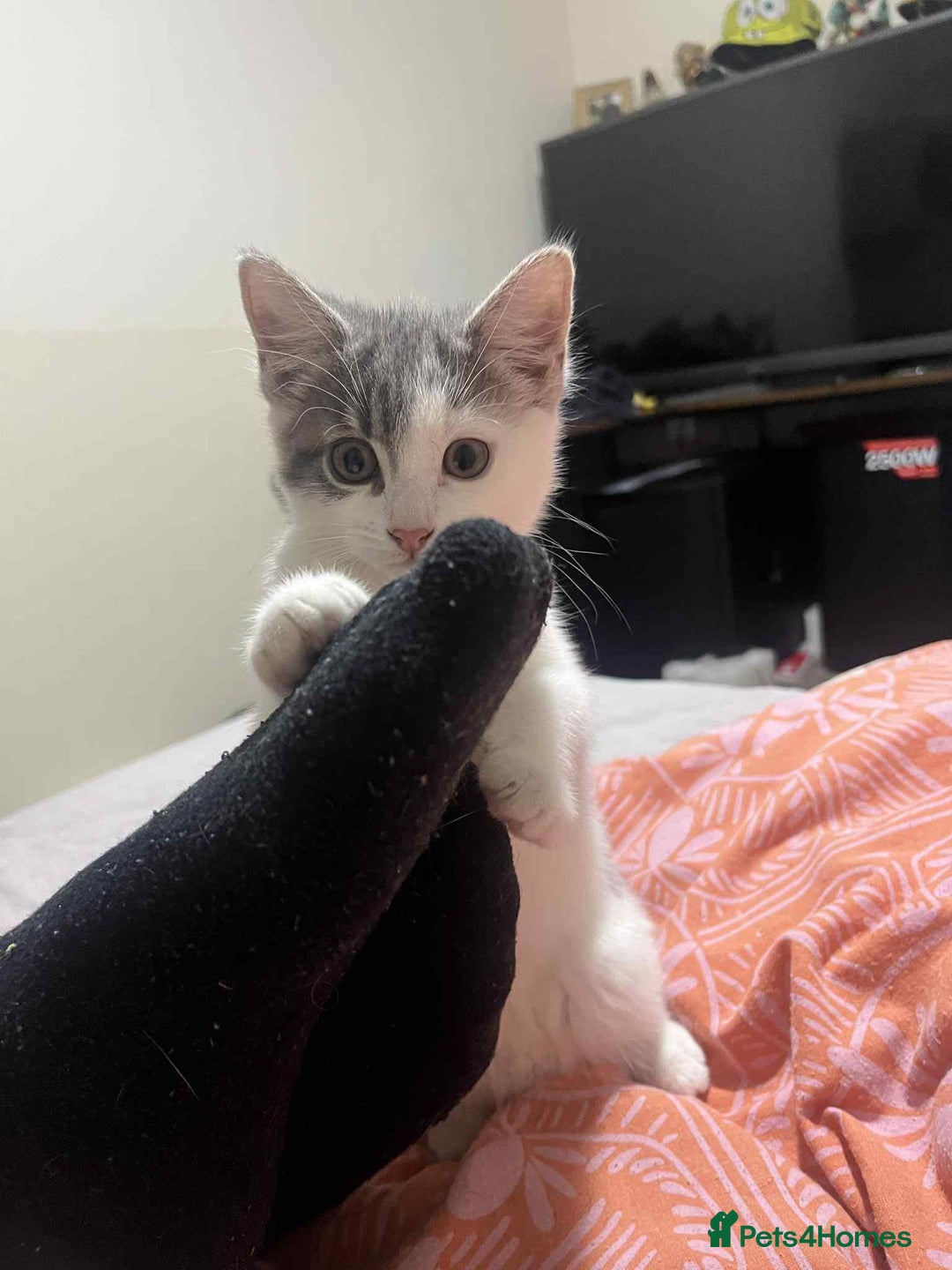 Domestic Shorthair cats for sale: Domestic shorthair tabbys  - Advert 12