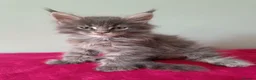 Maine Coon cats for sale: Tica registered Maine coon kittens - Advert 20