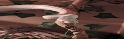 Corn Snake reptiles for sale: 2 corn snakes, proven breeders. Male and female in Coventry - Advert 3