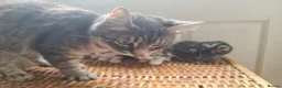 Mixed Breed cats for sale: 5 kittens for sale  - Advert 9