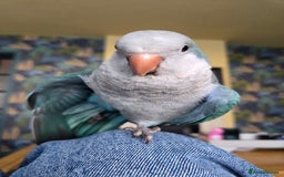 Parrots birds for sale: Male quaker parrot for sale - Image 3