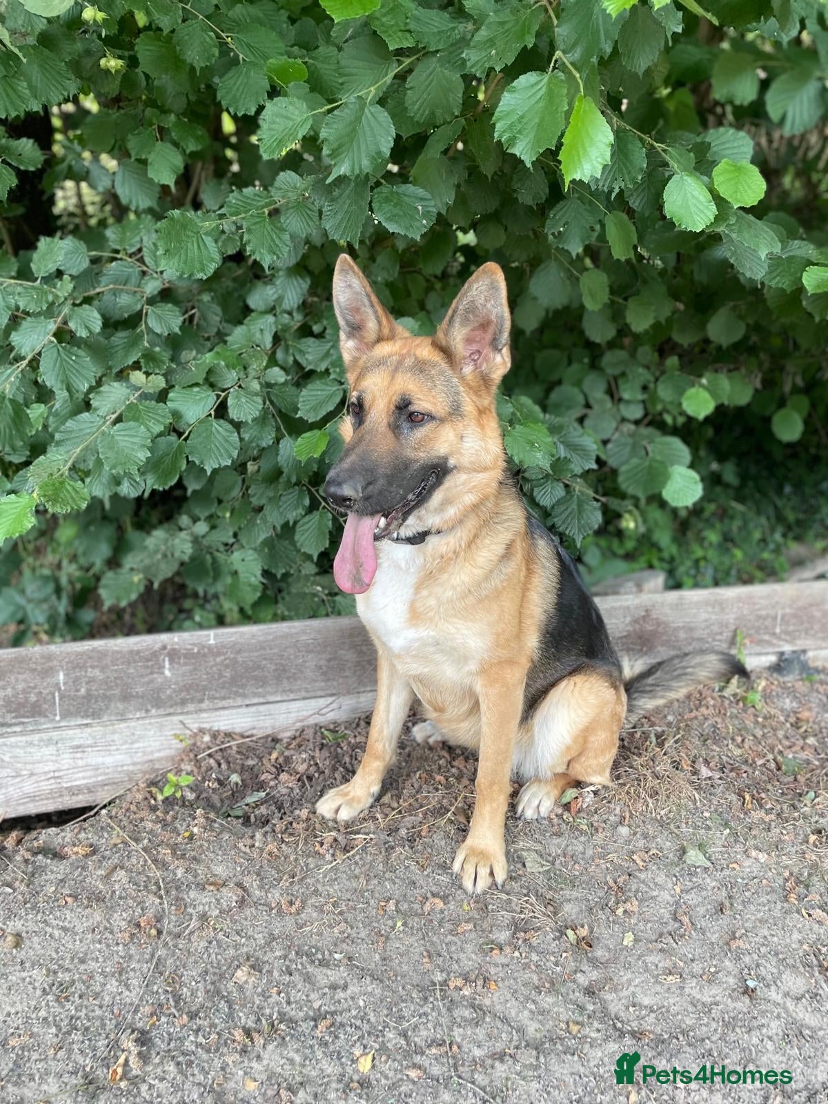 Golden Shepherd dogs Golden Shepherd puppies for sale!!  - Advert 2