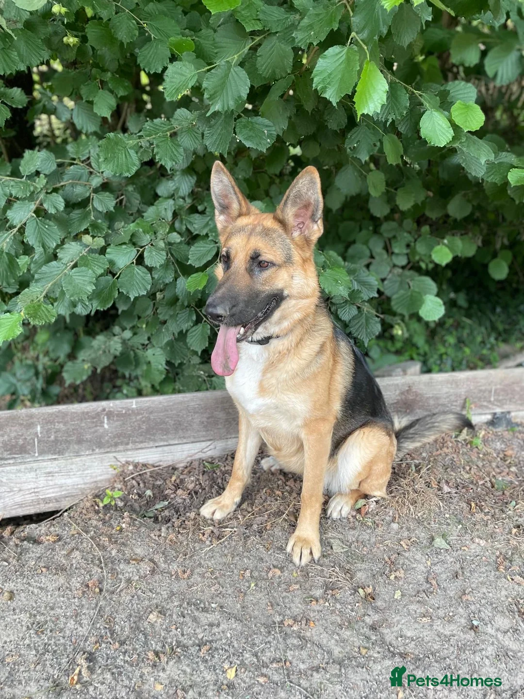 Golden Shepherd dogs for sale: Golden Shepherd puppies for sale!!  in Llandrindod Wells - Advert 2