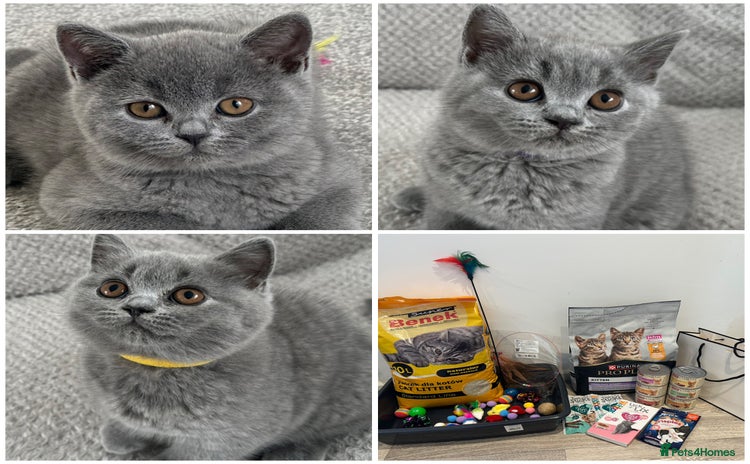 British Shorthair cats in Swindon - Advert 15