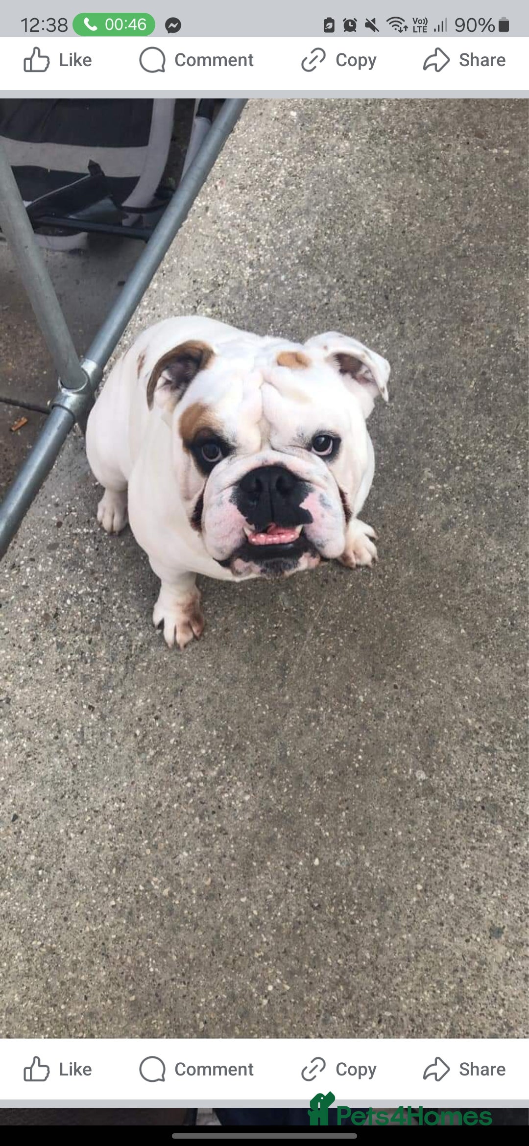 English Bulldog dogs for sale: 4 year old male english bulldog  - Advert 9