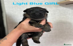 German Shepherd dogs for sale: German shepherd puppies  - Image 12