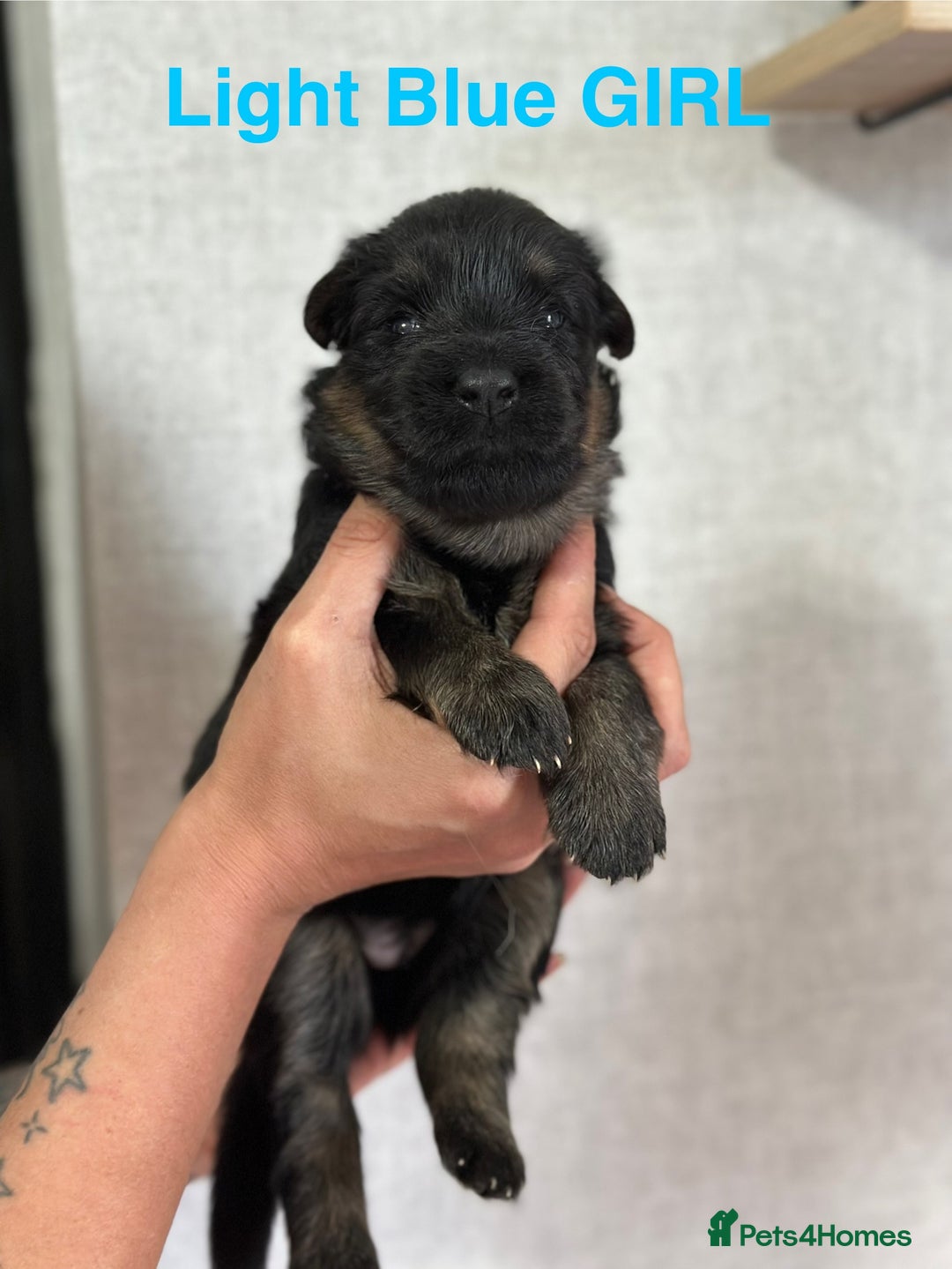 German Shepherd dogs for sale: German shepherd puppies  - Image 12