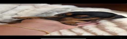 Jackshund dogs for sale: Jackshund Puppies 🐶 - Advert 2