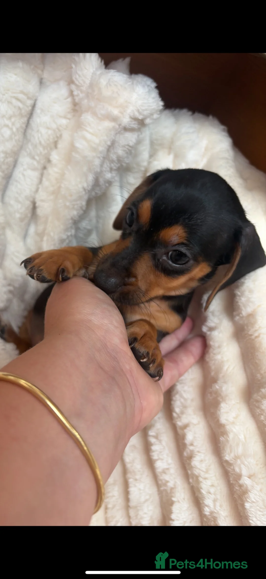 Jackshund dogs for sale: Jackshund Puppies 🐶 - Advert 2