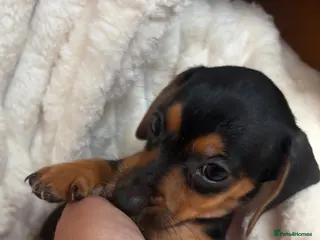 Jackshund dogs Jackshund Puppies 🐶 - Advert 1