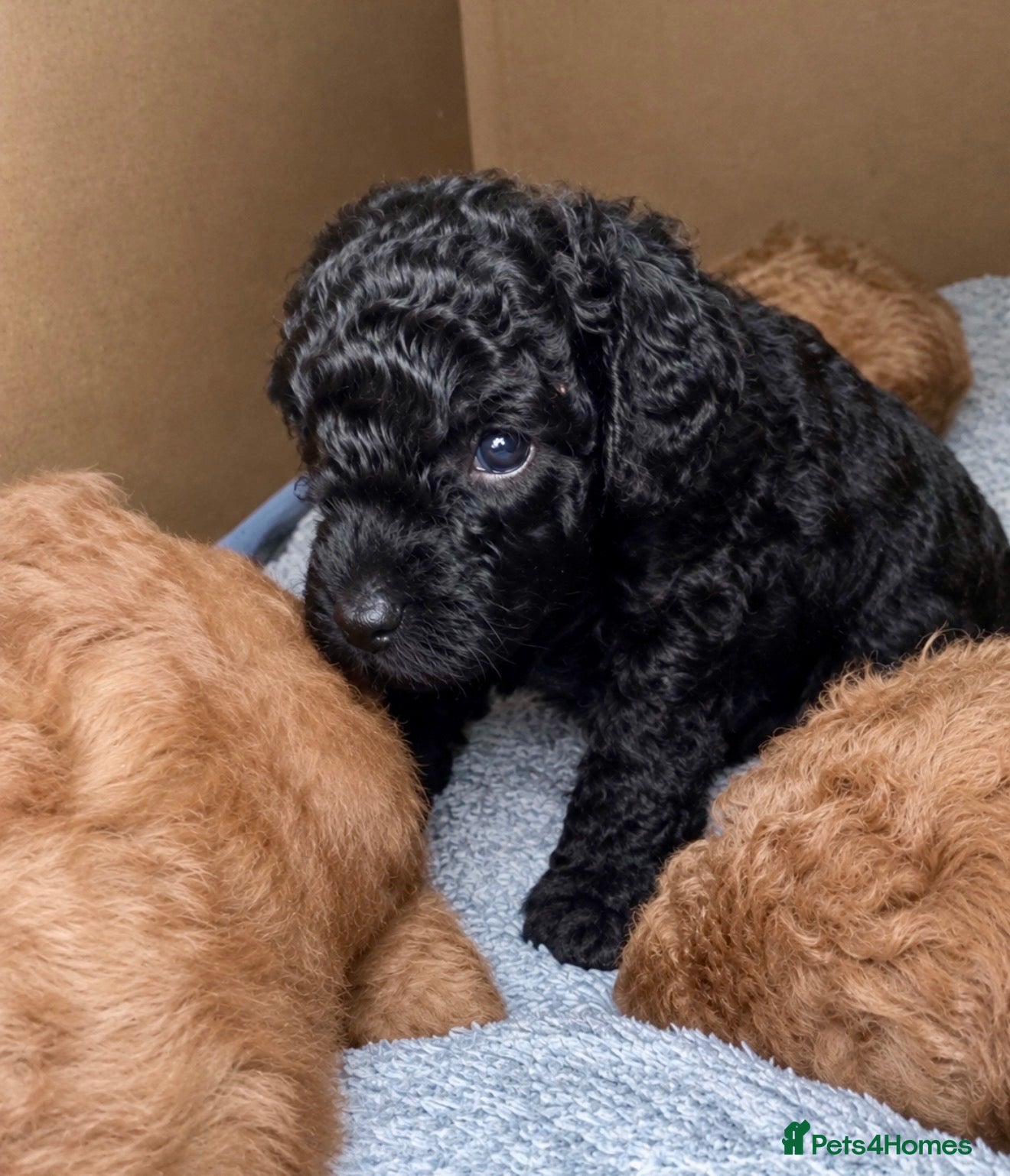 Toy Poodle dogs Purebred Toy Poodles🐾 Available to view 17th Oct - Advert 2