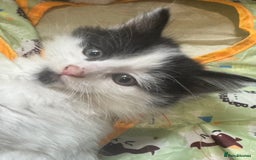 Mixed Breed cats for sale: Kittens  - Image 14