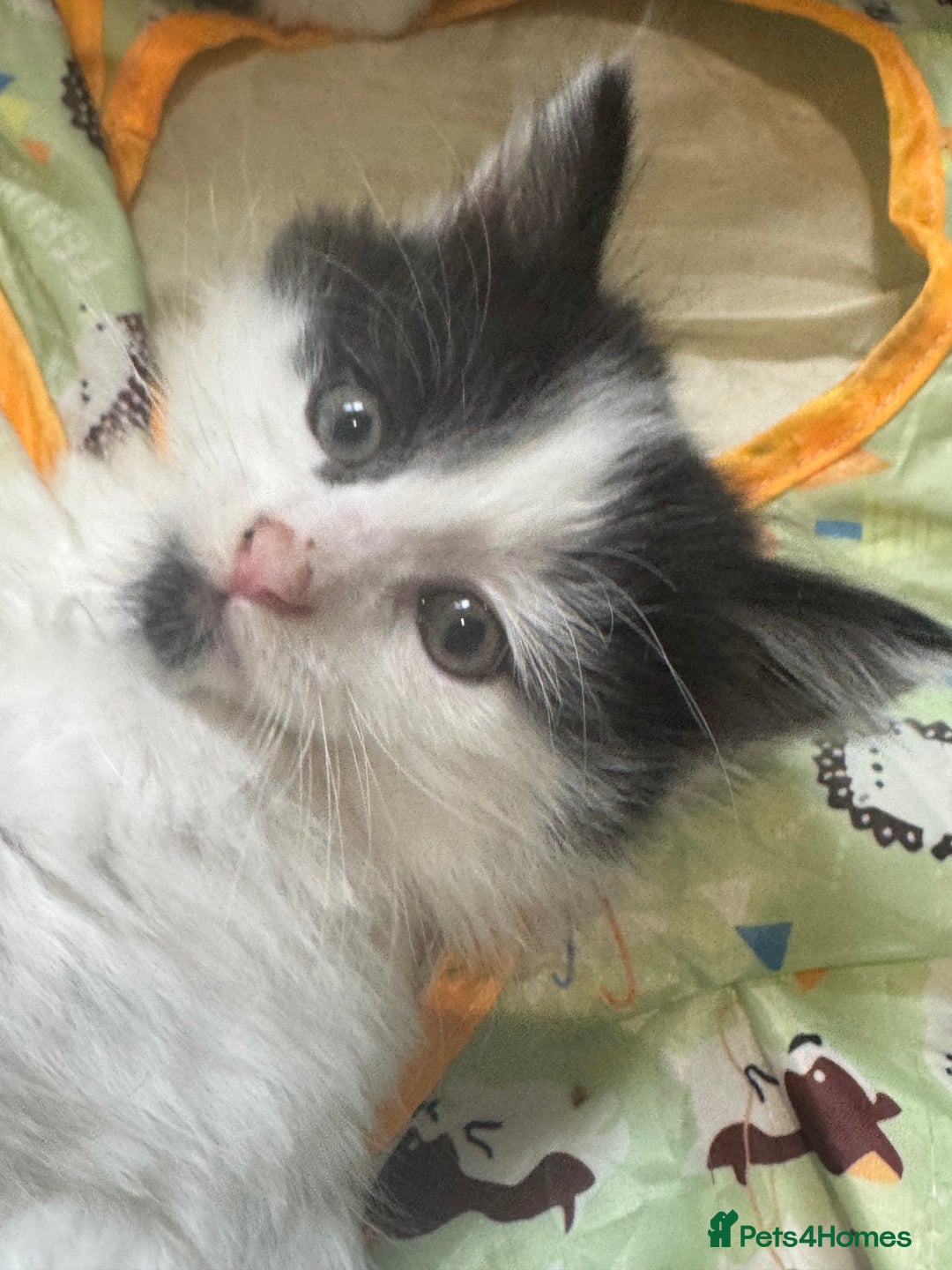 Mixed Breed cats for sale: Kittens  - Image 14