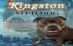 Staffordshire Bull Terrier dogs for sale: Quality Blue Health Tested  - Advert 7