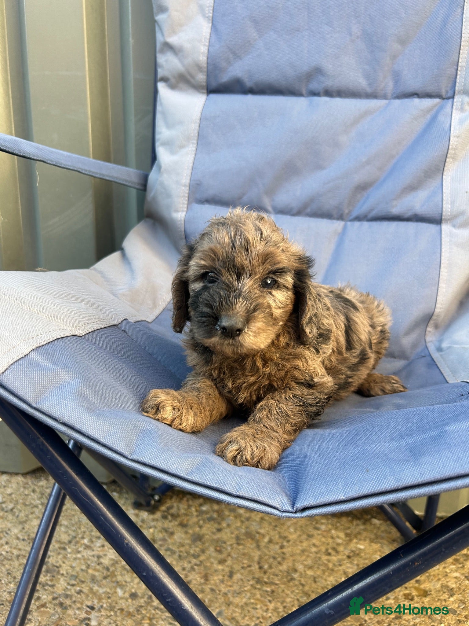 Cockapoo dogs BEAUTIFULL F1 COCKAPOOS - Advert 1