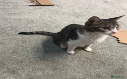 British Shorthair cats for sale: Wonderful cat family looking for a new home! 🐱 - Image 6