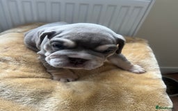 English Bulldog dogs for sale: English Bulldogs  - Image 6