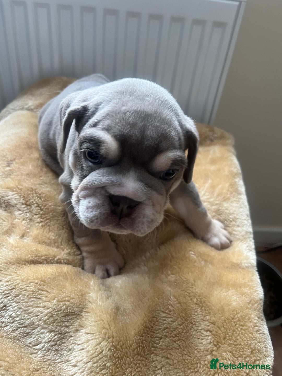 English Bulldog dogs for sale: English Bulldogs  - Image 6