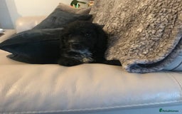 Cockapoo dogs for sale: 🐩🐶STUNNING F1 COCKAPOO PUPPIES🐶🐩 - Image 31