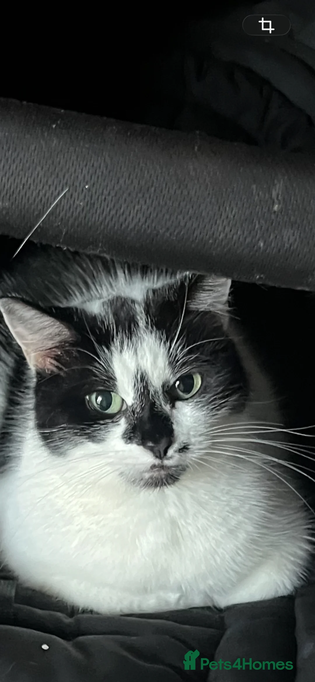 Mixed Breed cats for sale: Beautiful Cat- Rehoming  - Advert 2