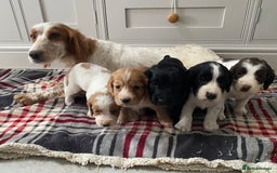 Cocker Spaniel dogs for sale: Cocker Spaniel puppies - Image 1