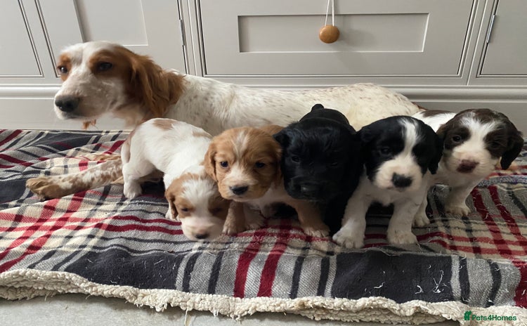 Cocker Spaniel dogs - Advert 2