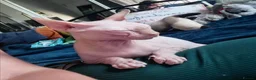 Sphynx cats for sale: Last Canadian sphynx looking for a loving home  - Advert 7