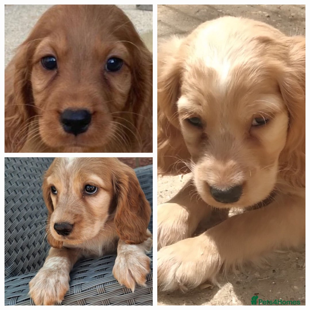 Cocker Spaniel dogs for sale: Cocker spaniel puppies ready to leave - Image 2