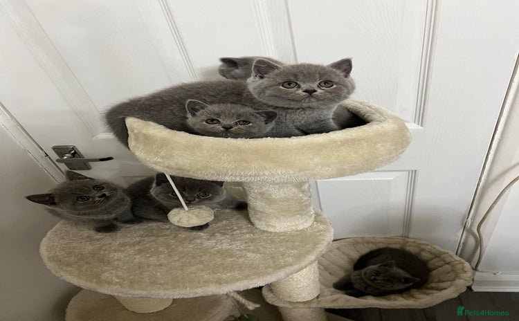 British Shorthair cats - Advert 10